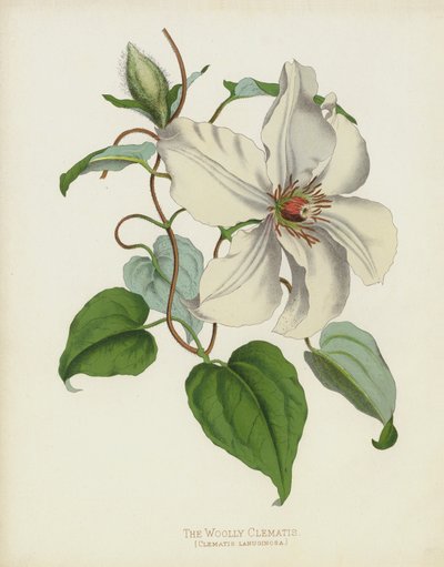 La Clématite Laineuse, Clematis Lanuginosa - English School